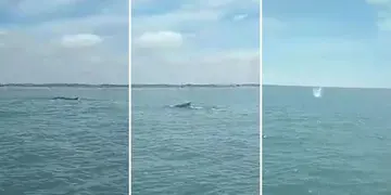 Ballenas jorobadas en la Costa Atlántica
