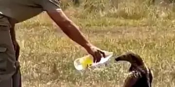 Video: la tierna reacción de un oso melero cuando un rescatista de Corrientes le da agua