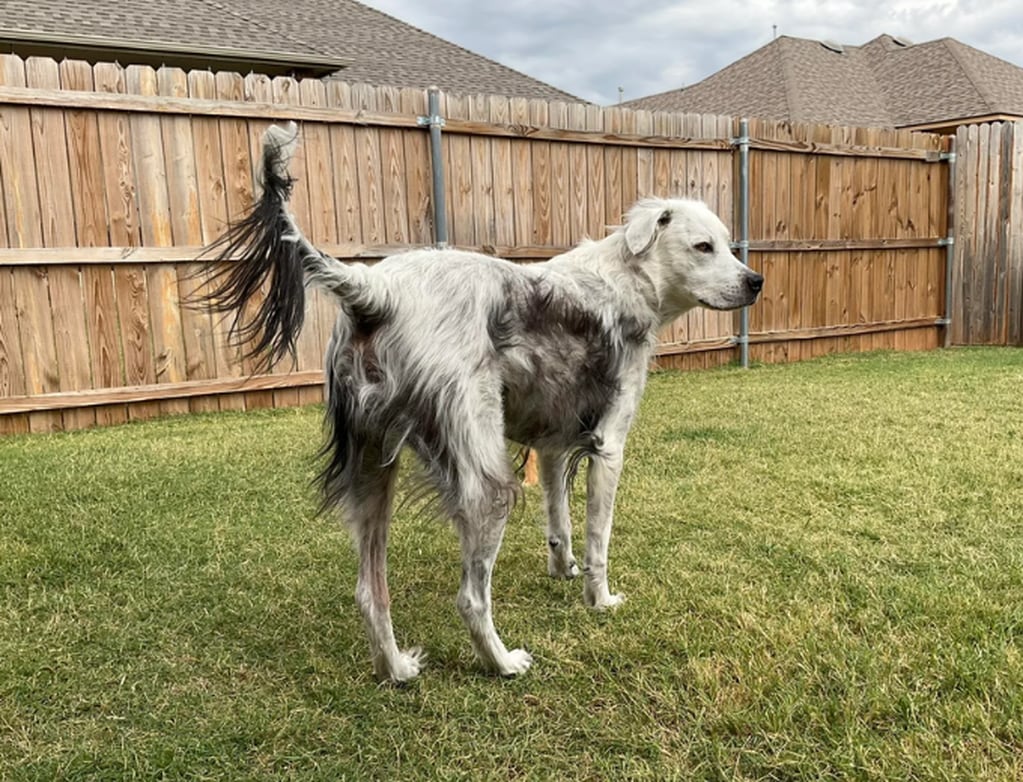 El impactante caso de Buster, uno de los pocos perros con vitiligo. Foto: Reddit.