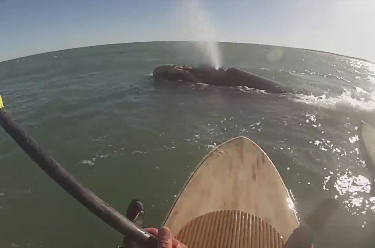 Dos jóvenes practicaban Stand Up Paddle Surf (SUP) cuando aparecieron diez ballenas alrededor de ellos.