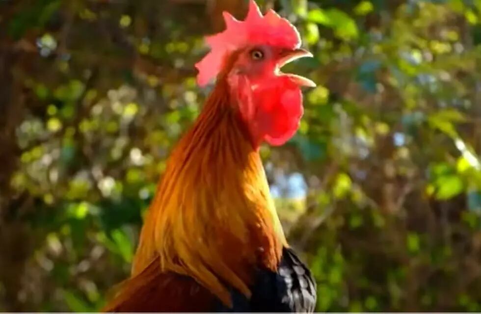Una pareja demandó a su vecino porque su gallo canta más de 100 veces al día