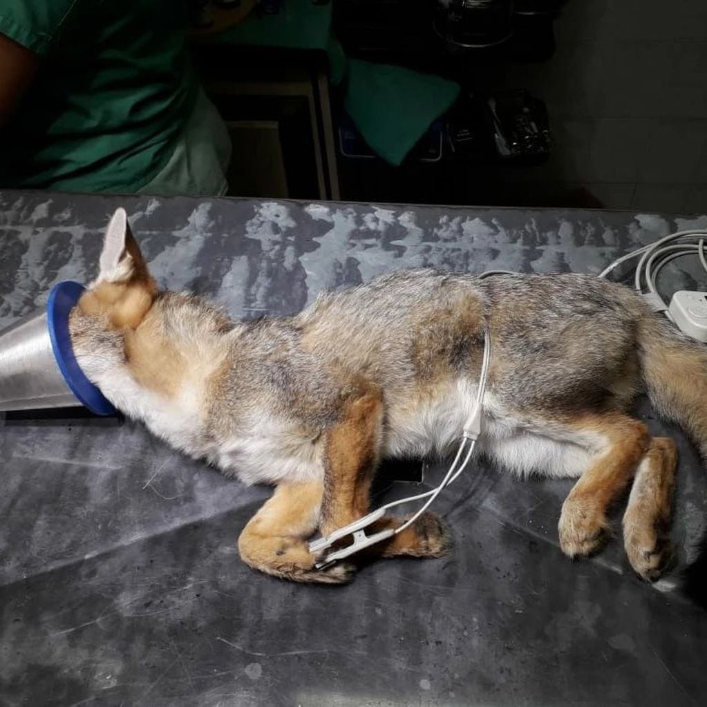 Preocupa la matanza y ataques a zorros grises en Mendoza: en menos de 4 meses hubo, al menos, 9 casos. Foto: Gentileza Fundación Cullunche.