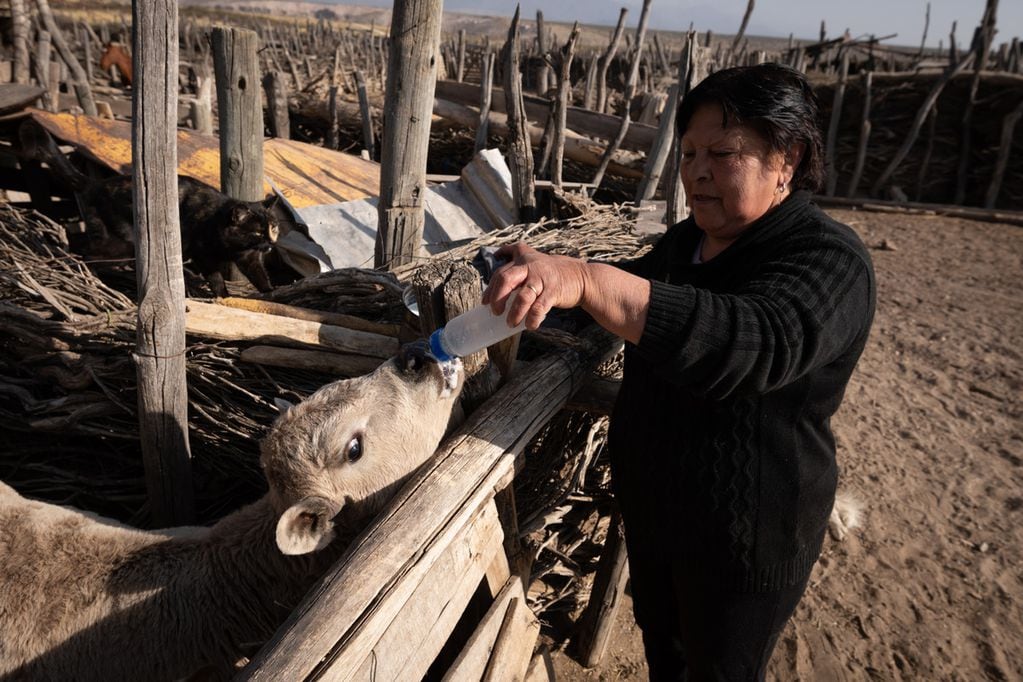 En el puesto La Lagunita, Silvia Salinas alimenta con mamadera a una ternera que abandonó su madre. Foto: Ignacio Blanco / Los Andes