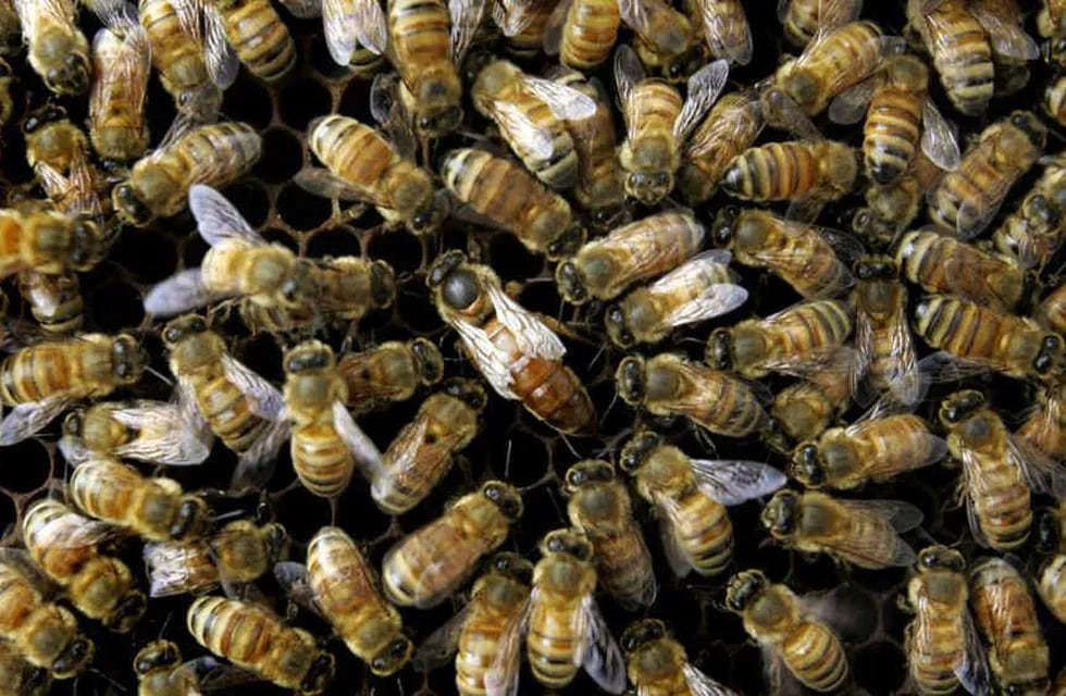 Según National Geographic, se estima que 44 mil apicultores manejan las colmenas de la realeza británica. Foto Ilustrativa