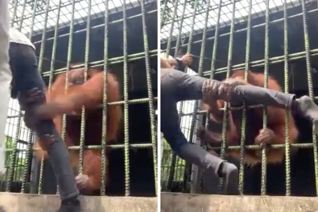 Un orangután atrapó a un turista que se acercó demasiado a la jaula donde estaba encerrado. Instagram