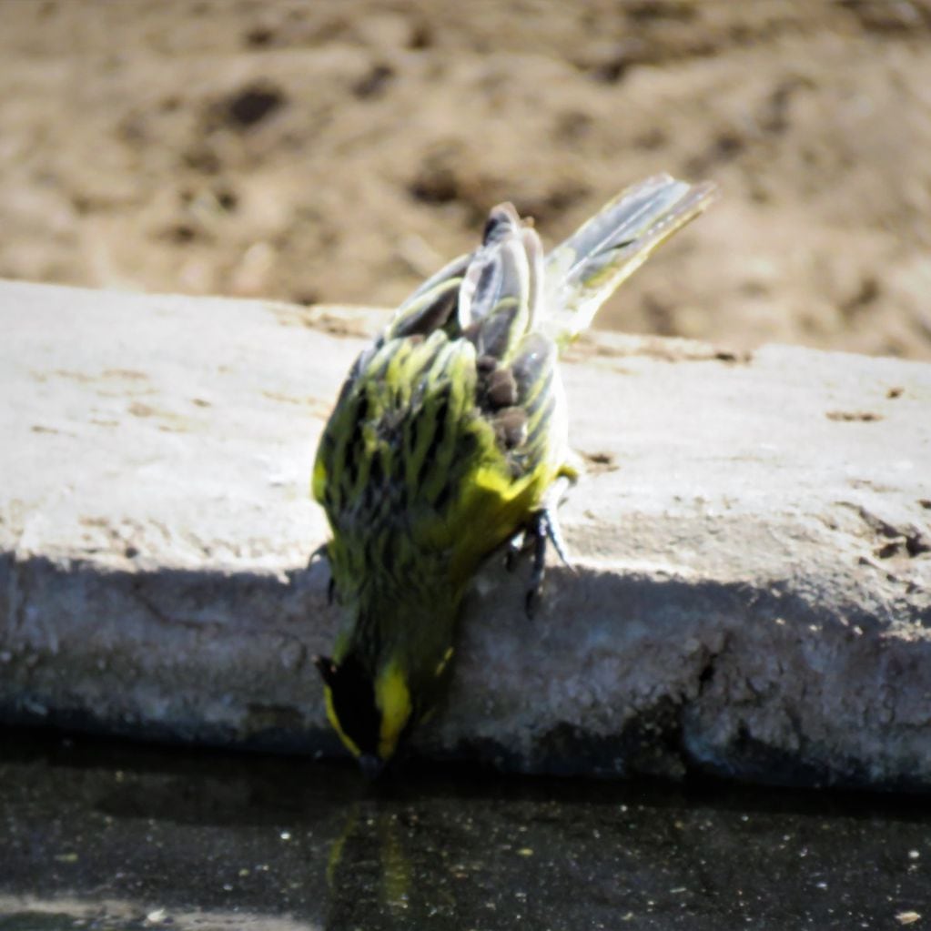 Emotivas fotos: bajó la muerte de aves y otros animales en el campo y gracias a esta simple y útil herramienta. Foto: Gentileza Departamento de Fauna Silvestre Mendoza