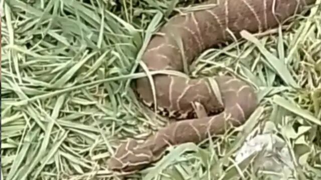 Un camionero se detuvo al costado de la ruta 14 y se encontró una enorme serpiente en el pasto
