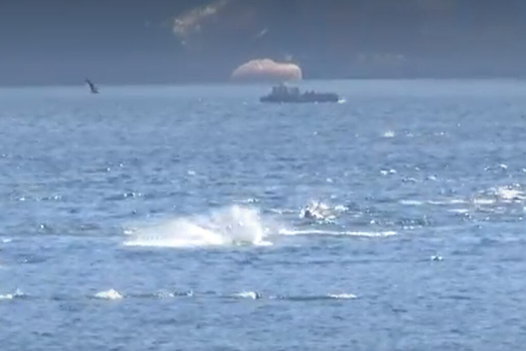 Una manada de delfines fue avistada desde el puerto de Valparaíso.