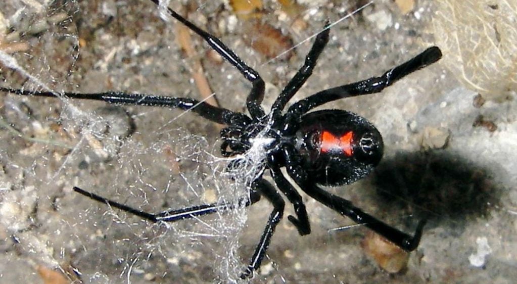 La viuda negra es una de las arañas más venenosas del mundo y ante una mordedura se debe acudir de manera inmediata a la guardia más cercana. 
