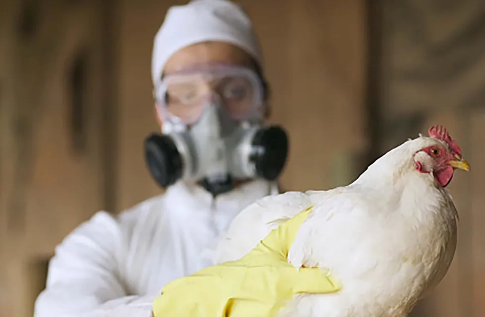 Se detectó el primer caso de gripe Aviar en humanos en Chile.