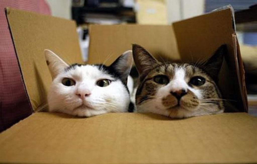 La búsqueda de espacios confinados es un comportamiento instintivo de los gatos. Imagen ilustrativa: Gentileza