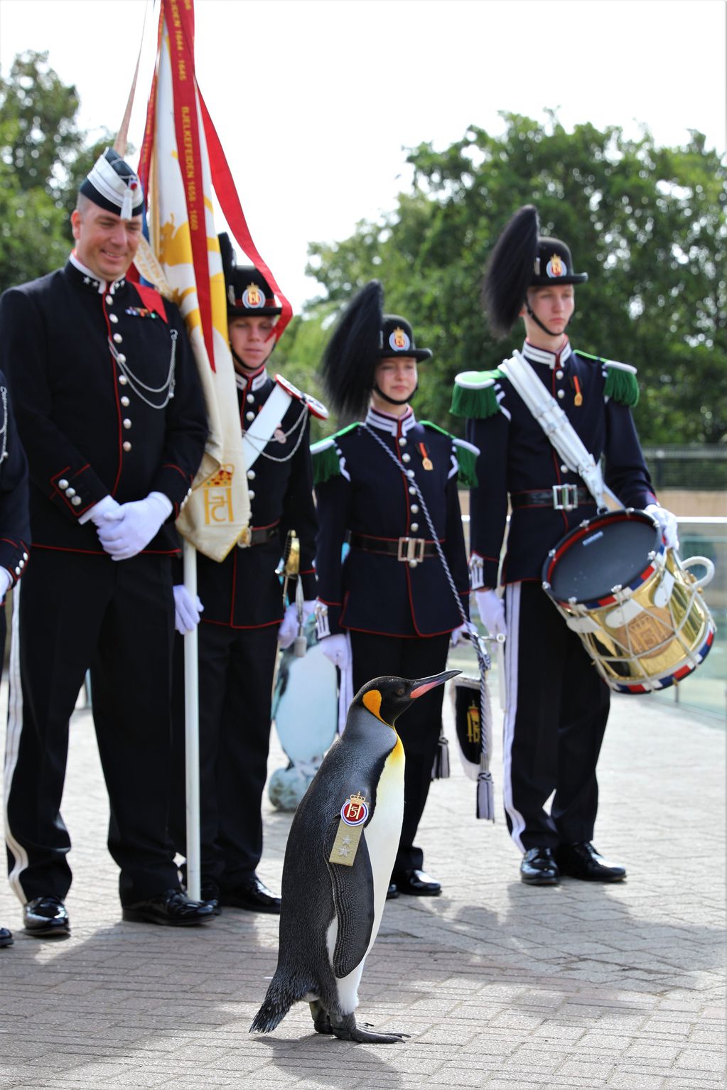 Sir Nils Olav III junto a la banda musical de la Guardia Real Noruega. Foto: @EdinburghZoo / Twitter