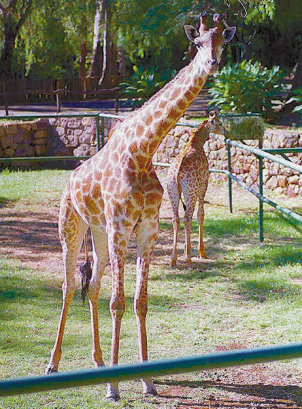Belén y Tomy. Jirafas en el Zoológico de Mendoza. Foto Archivo Los Andes