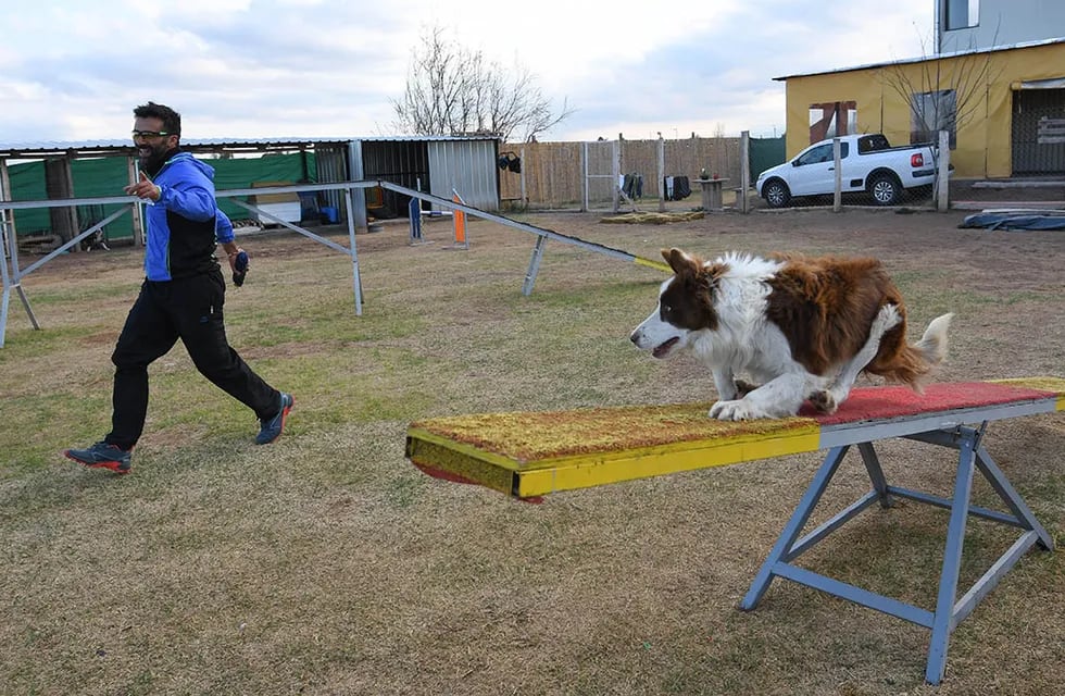 Gustavo de la escuela de Agility Choco Malbec, con Noah durante un entrenamiento. Agility es una modalidad competitiva donde un guía dirige a un perro sobre una serie de obstáculos.