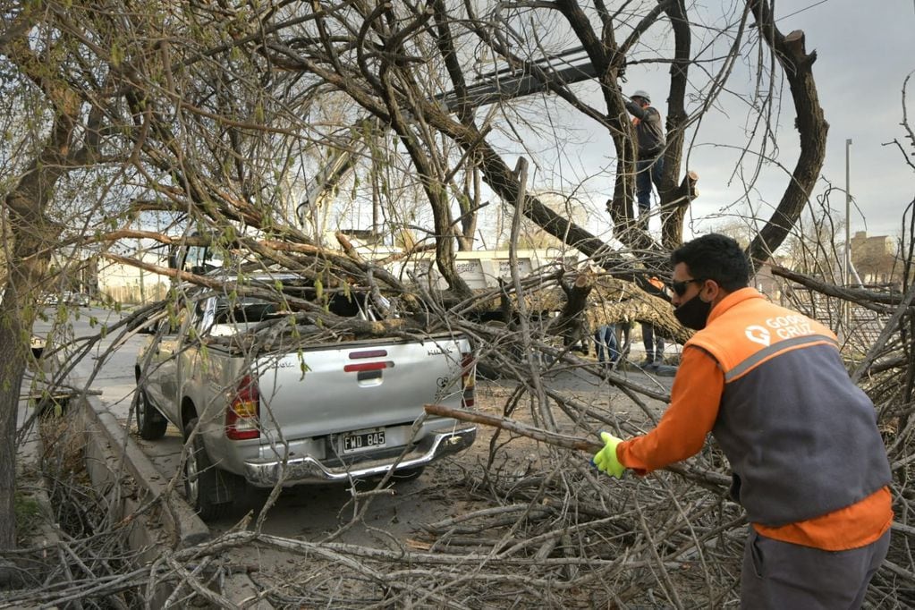 Personal de la Municipalidad de Godoy Cruz trabaja desde temprano este jueves para retirar árboles y ramas caídas.