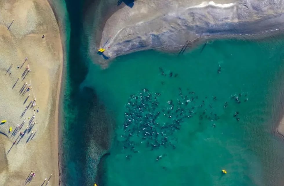 Con una “cadena humana” rescataron a más de 300 delfines que quedaron varados en Las Grutas. Foto: Sebastián Leal / Facebook.