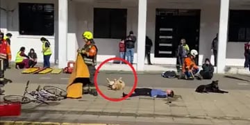 Hacían un simulacro de accidente y un perro callejero se sumó a la escena