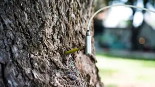 Endoterapia en árboles de la Ciudad