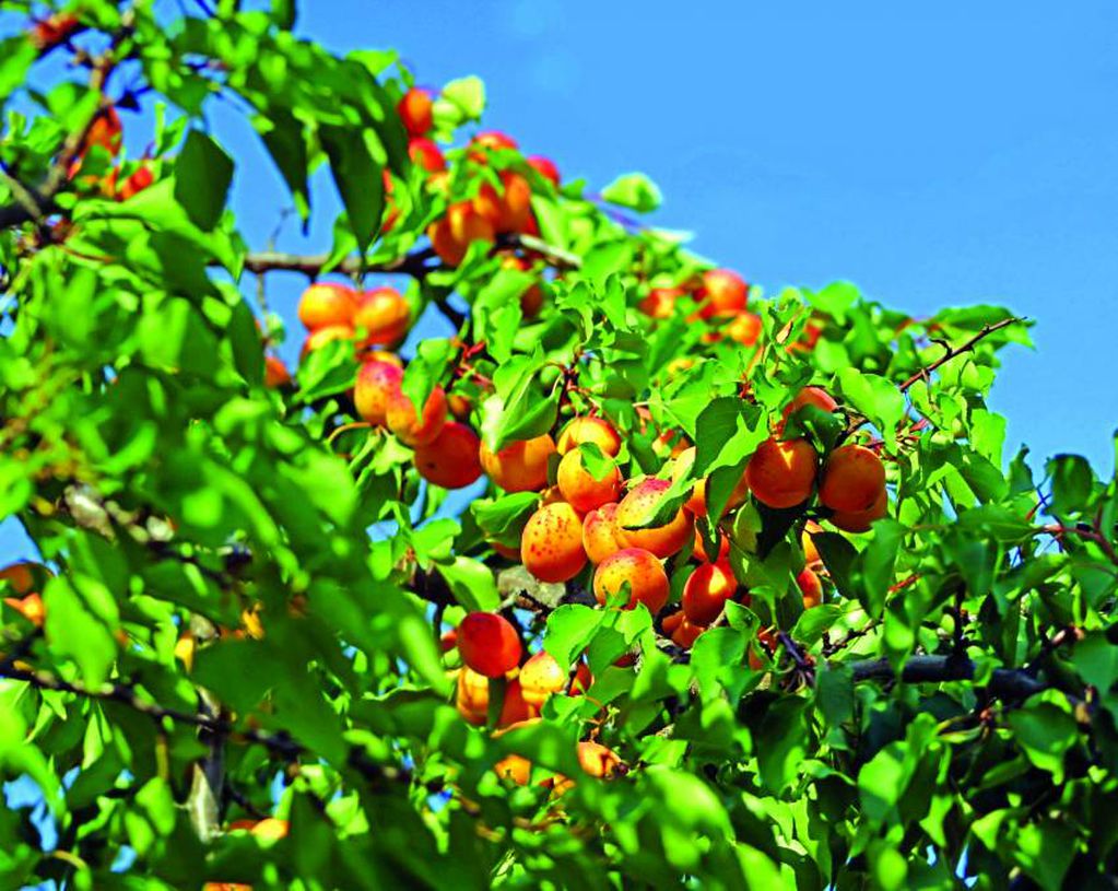 El Zonda y las altas temperaturas complicaron la producción de fruta.