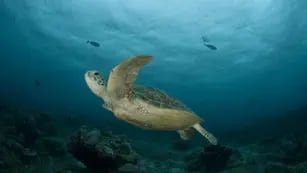 Intoxicados. Los muertos comieron carne de tortuga marina, un animal protegido. (DPA)