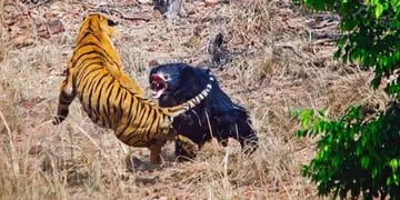 La pelea entre un tigre de bengala y una osa
