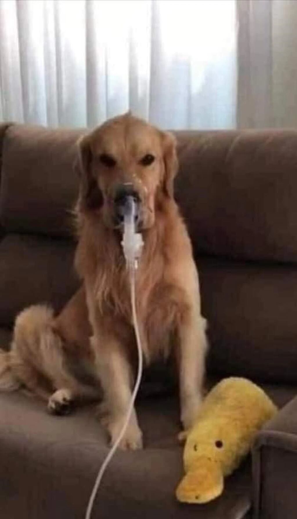 El can debe usar el nebulizador cuando le dan ataques de asma, pero él se deja porque sabe que eso le trae alivio.