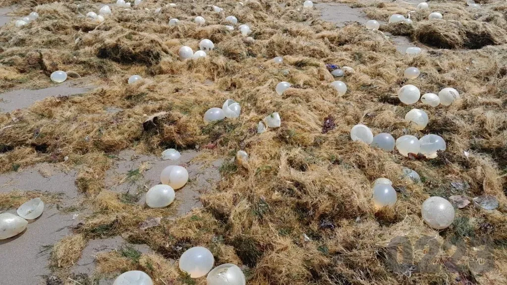 Las babosas moteadas son arrastradas hasta las playas junto con otros organismos, en lo que se conoce comúnmente como 'arribazones'. Foto: 0223