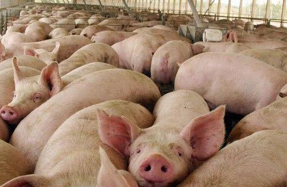 Asalto en un criadero de Rivadavia: se llevan 290 cerdos vivos y 81 faenados