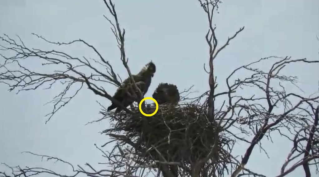 Video: tenía que ir al baño, paró en la ruta y, campo adentro, encontró un pichón de águila coronada . Foto: Captura Video.