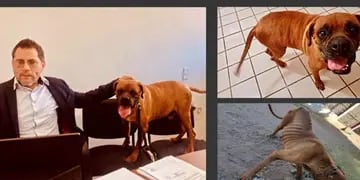 perro participa de juicio en México