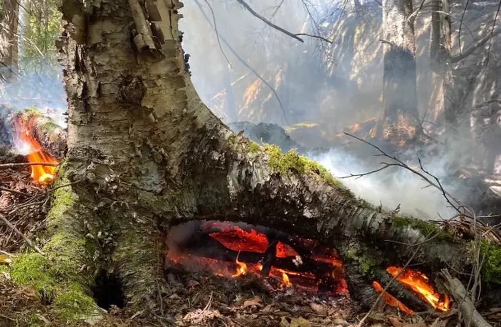 Un incendio en el sistema de raíces quemando el suelo, en el área de Deer Leap Mountain, Killington, EEUU. Foto/Murray McGrath.