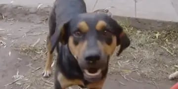 Chiquito, el perro mestizo que salvó a su dueño de un incendio y se convirtió en héroe
