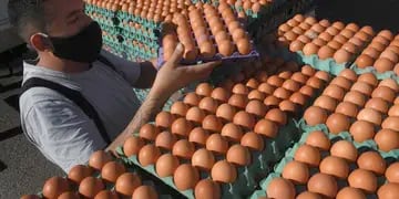 La producción avícola, el bienestar animal vs las propuestas