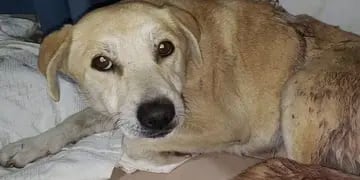 Atacaron a una perra a machetazos en Tunuyán
