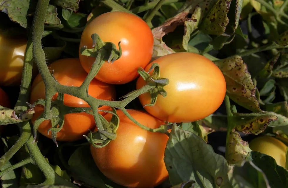 En Argentina, durante 2020, se consumieron alrededor de 650 mil toneladas de tomate para industria. Sólo 454 mil toneladas fueron “locales”. El resto se importó. Foto Orlando Pelichotti / Los Andes