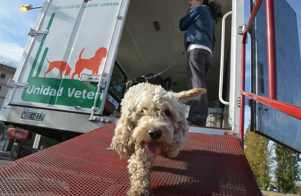 Mendoza tendrá un Centro de Salud Animal para atender gratis a perros y gatos