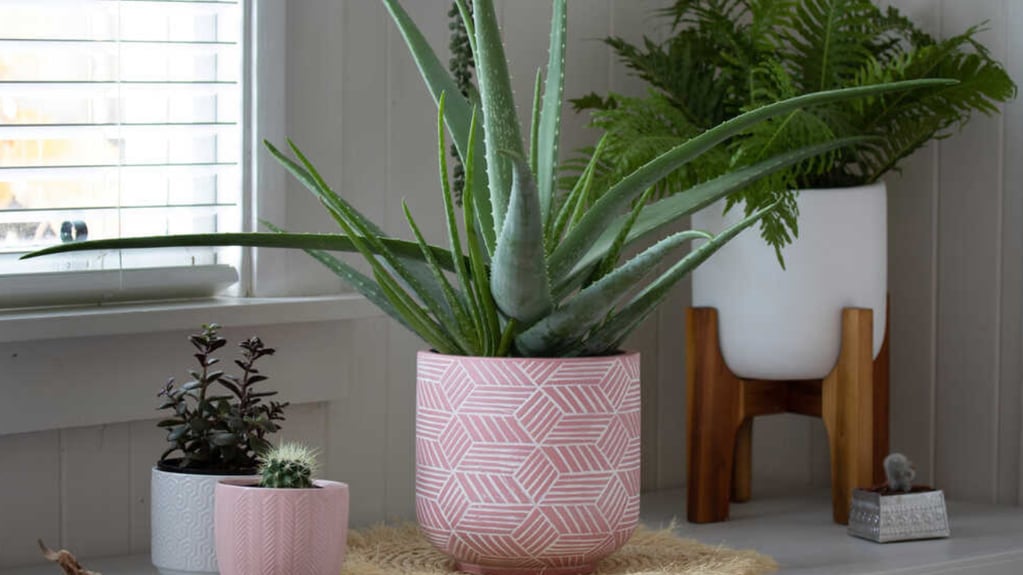Colocá una Aloe Vera en tu casa para atraer las buenas energías