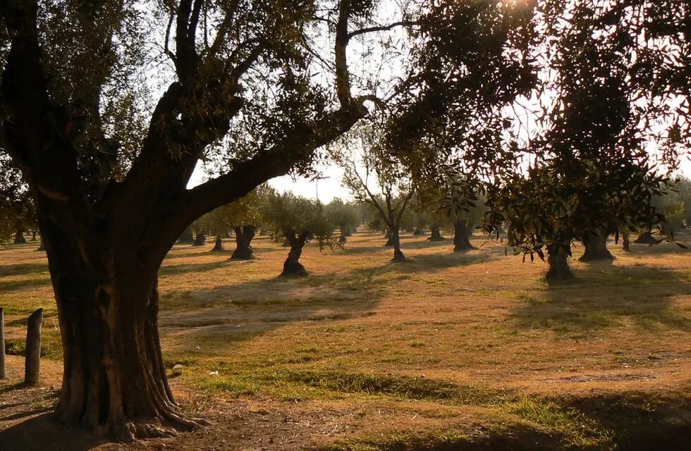 El municipio ha presentado su primer lote de aceite de oliva.
