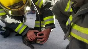 Bomberos voluntarios rescate animales