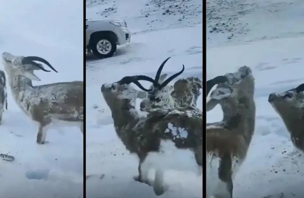 Video: la verdad detrás de las fotos virales de cabras congeladas por la ola de frío en Noruega.