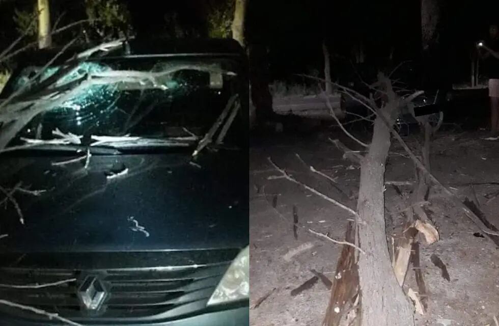 La rama de un árbol cayó sobre un auto en Tunuyán y la dueña reclama por la falta de cuidado del arbolado público