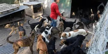  El refugio de Diego. Este lugar contiene a más de 100 perros y está ubicado en Corralitos. Varias personas colaboran en el cuidado. - Gustavo Rogé / Los Andes