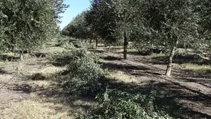 Poda de olivos