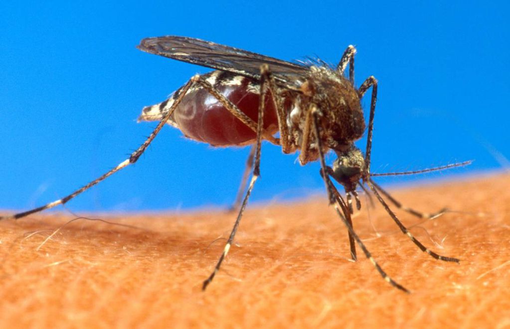 El insecto que funciona como vector ha extendido su territorio de dominio y esta es la causa del aumento de dengue en Mendoza
