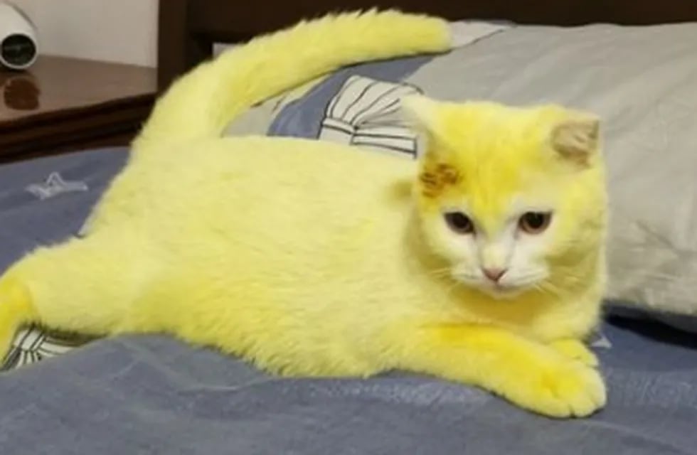 El gatito, tras el tratamiento.