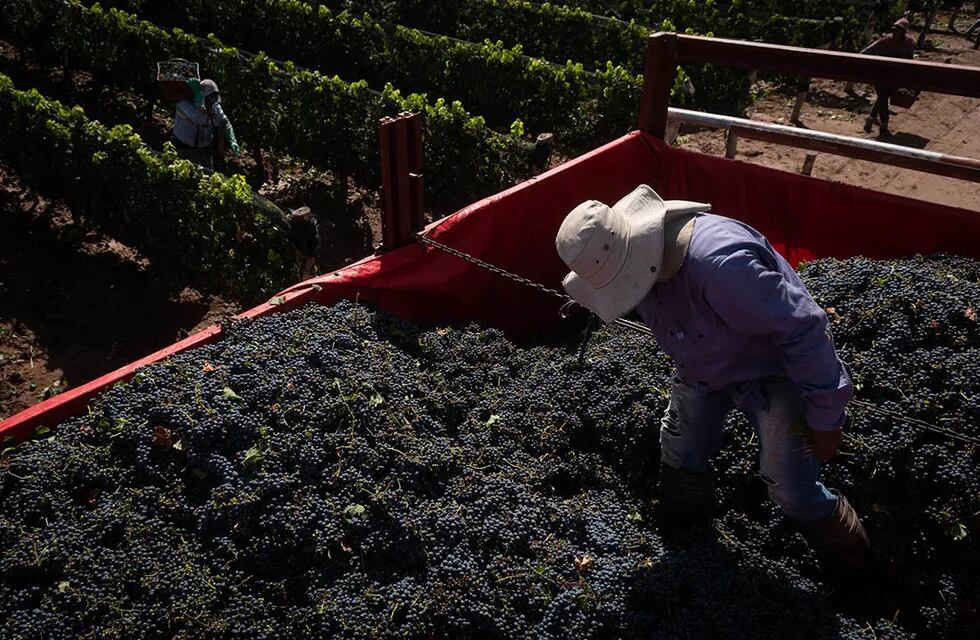 Productores de la zona vitivinícola top advierten que las bodegas no cumplen con lo pactado y que terminan siendo la variable de ajuste. / Foto: Ignacio Blanco