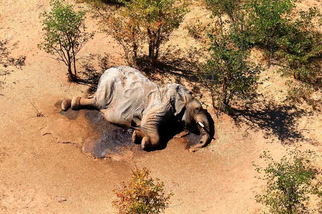 Elefante hallado muerto en Botsuana