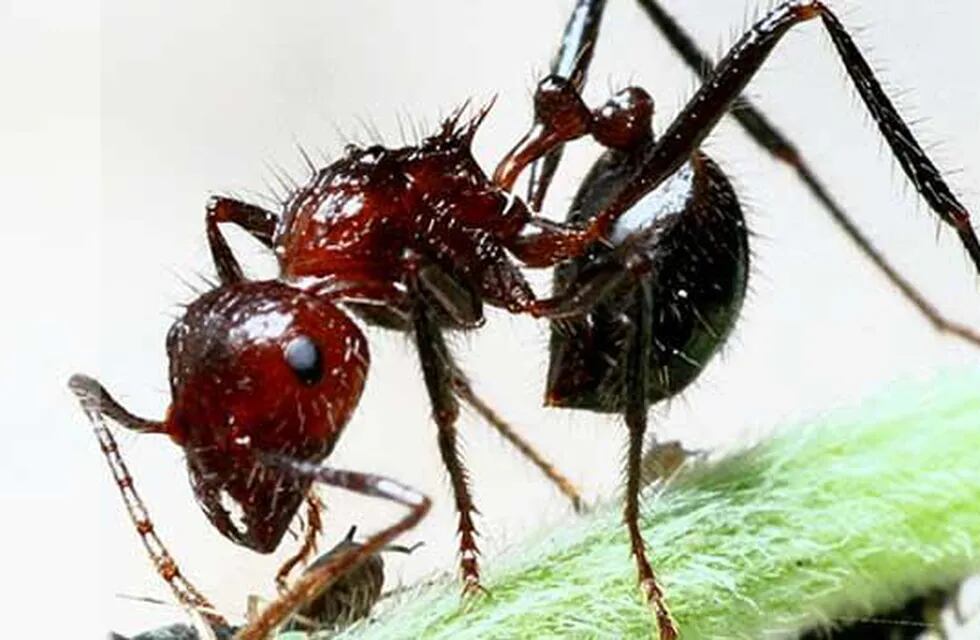 Un apasionado de las hormigas en Twitter dijo que la colonia más grande está en Argentina y las reacciones fueron desopilantes.