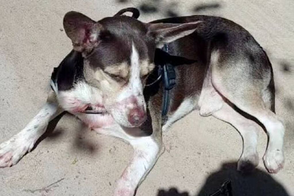 El perro de la víctima fue hallado con su correa junto a su cuerpo. El canino ayudó a identificar al sospechoso. Foto: G1 Brasil