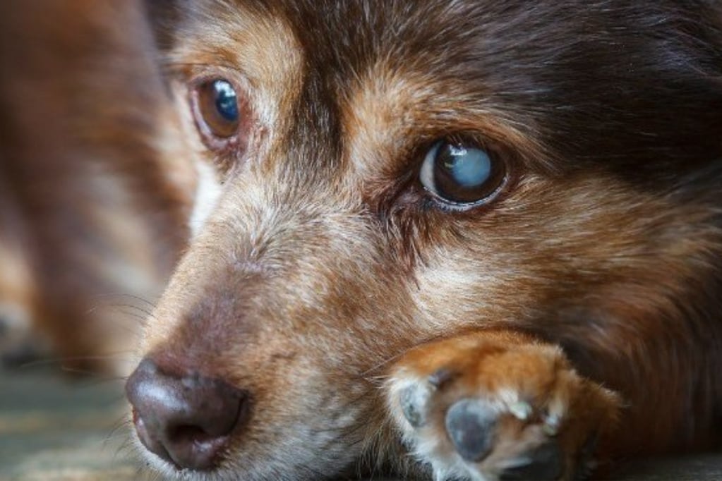 Un síntoma muy común de los perros ancianos es la ceguera y sordera